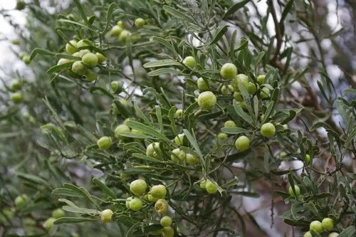 Dwarf Desert Lime (QLD Only) - Ladybird Nursery
