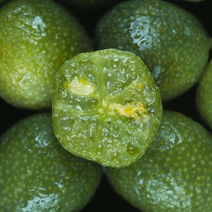 Dwarf Desert Lime (QLD Only) - Ladybird Nursery