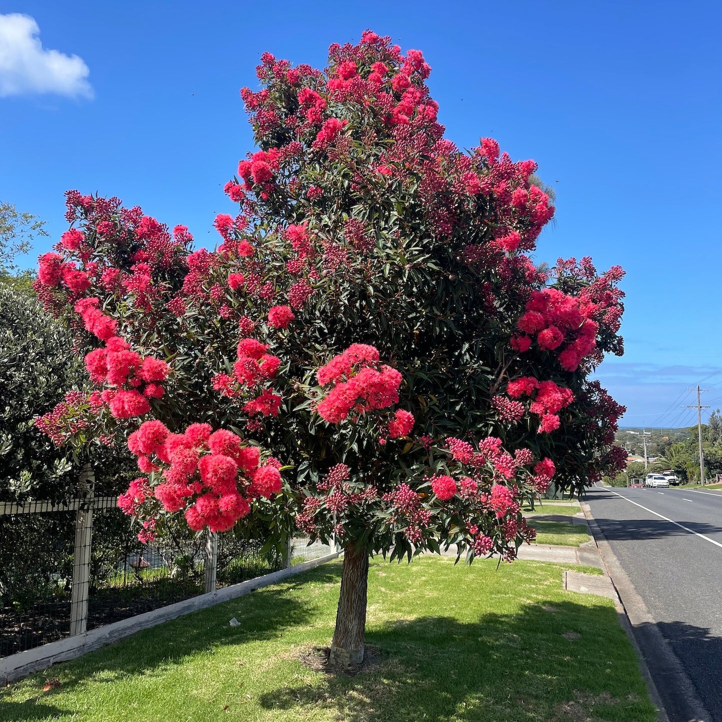 Dwarf Eucalyptus ‘Red’ (Corymbia ficifolia) - Ladybird Nursery