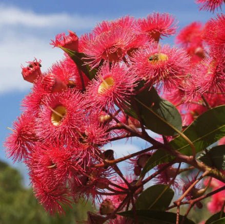 Dwarf Eucalyptus ‘Summer Red’ (Corymbia ficifolia) - Ladybird Nursery