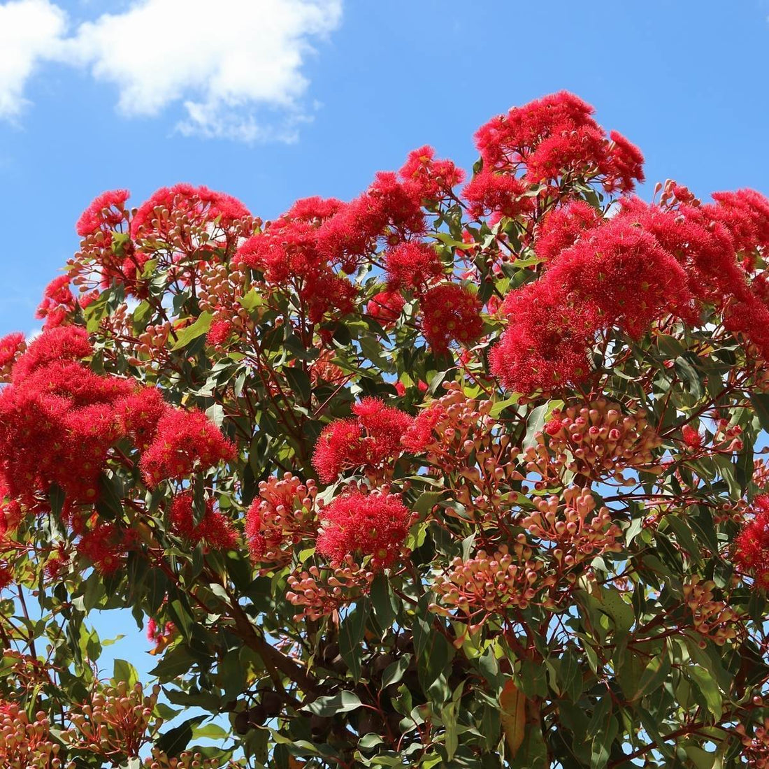 Dwarf Eucalyptus ‘Wildfire’ (Corymbia ficifolia) - Ladybird Nursery