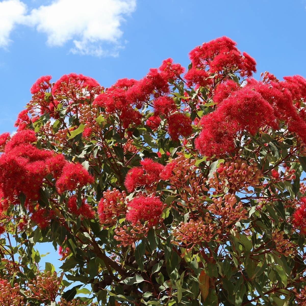Dwarf Eucalyptus ‘Wildfire’ (Corymbia ficifolia) - Ladybird Nursery