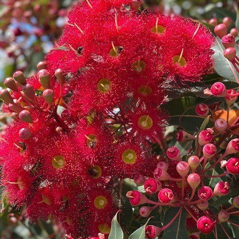 Dwarf Eucalyptus ‘Red’ (Corymbia ficifolia) - Ladybird Nursery