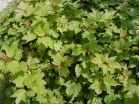 Dwarf Viburnum Midget (Viburnum opulus)