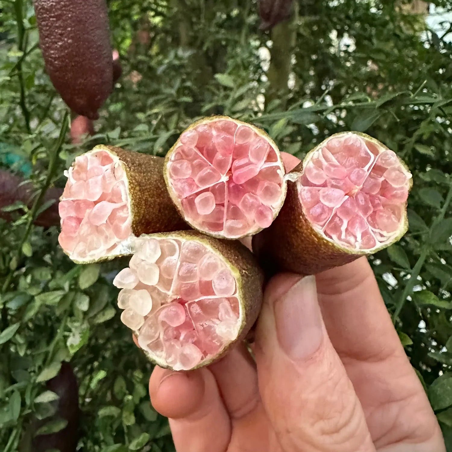 Dwarf Finger Lime ‘Classic Pink’ (QLD Only) - Ladybird Nursery