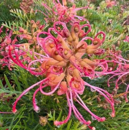 Dwarf Grevillea 'Soopa Doopa' - Large - Ladybird Nursery