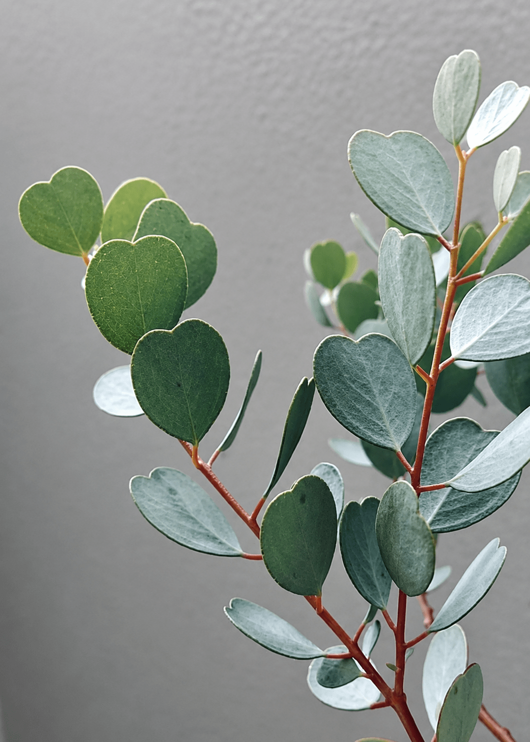 Dwarf Heart Leaf Eucalyptus (Eucalyptus websteriana) - Ladybird Nursery