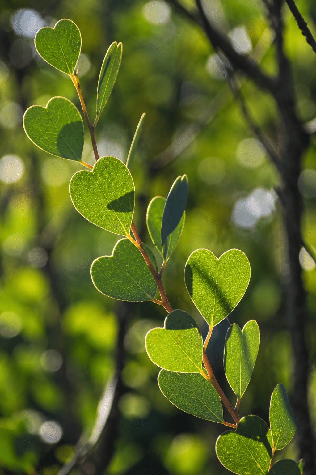 Dwarf Heart Leaf Eucalyptus (Eucalyptus websteriana) - Ladybird Nursery