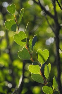 Dwarf Heart Leaf Eucalyptus (Eucalyptus websteriana) - Ladybird Nursery