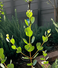 Dwarf Heart Leaf Eucalyptus (Eucalyptus websteriana) - Ladybird Nursery