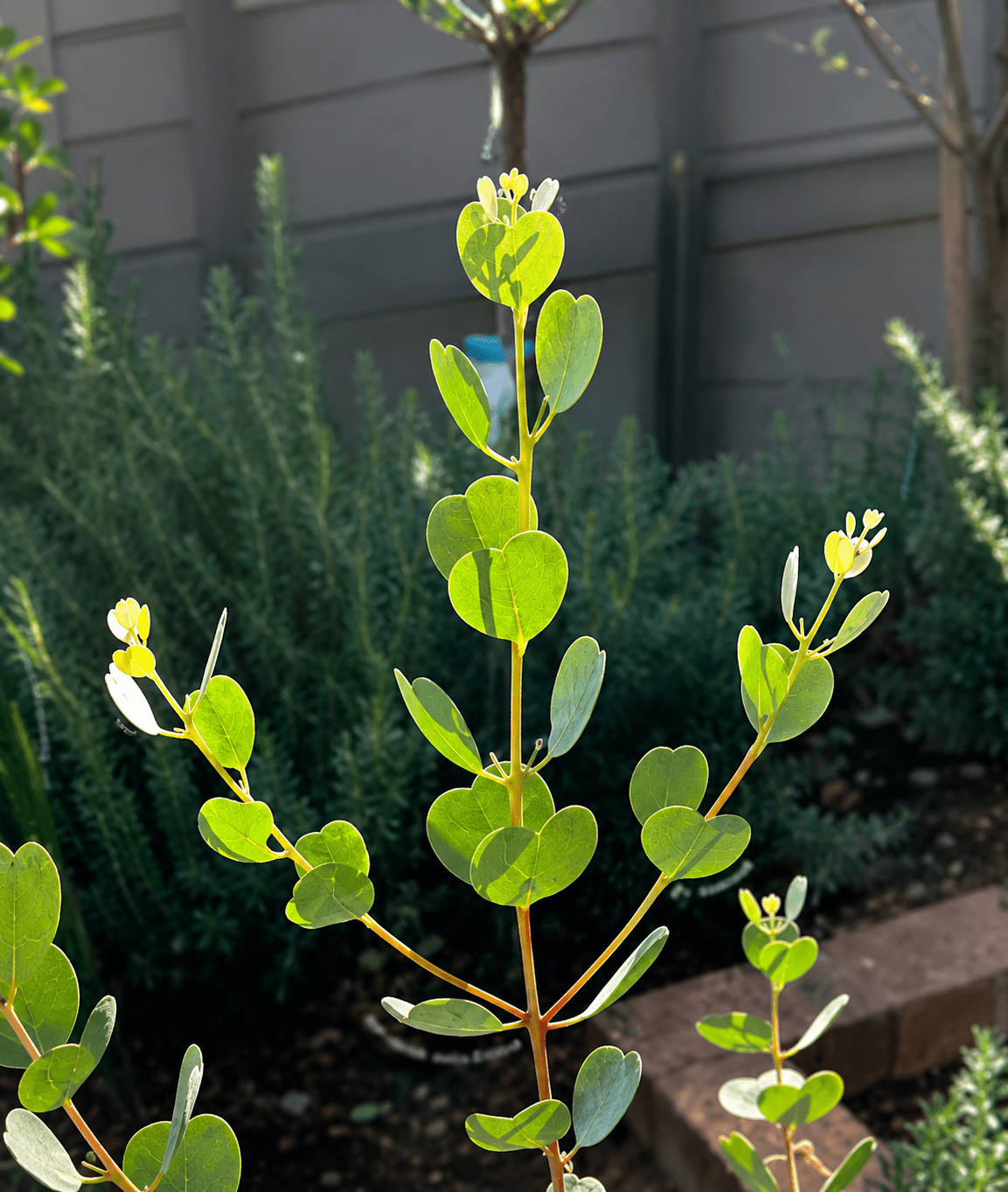 Dwarf Heart Leaf Eucalyptus (Eucalyptus websteriana) - Ladybird Nursery