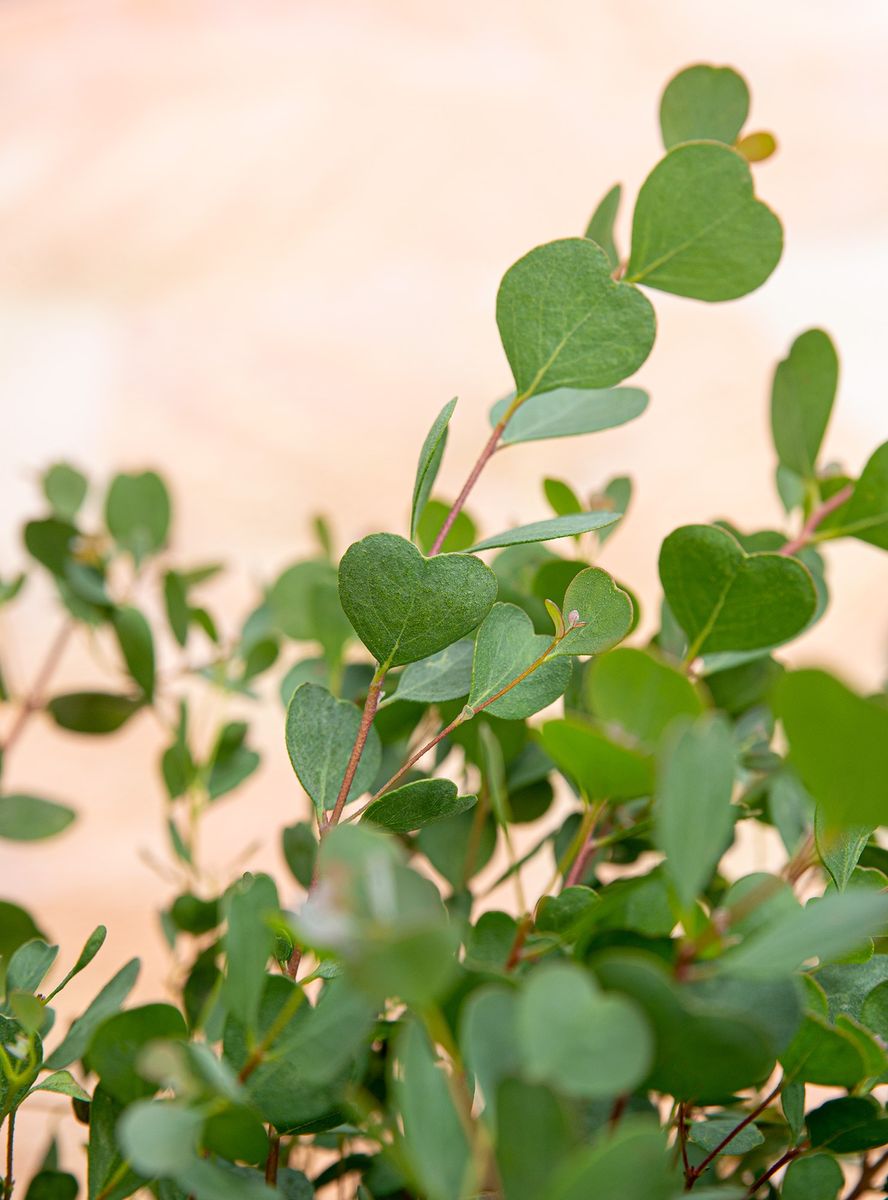Dwarf Heart Leaf Eucalyptus (Eucalyptus websteriana) - Ladybird Nursery