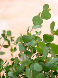 Dwarf Heart Leaf Eucalyptus (Eucalyptus websteriana) - Ladybird Nursery