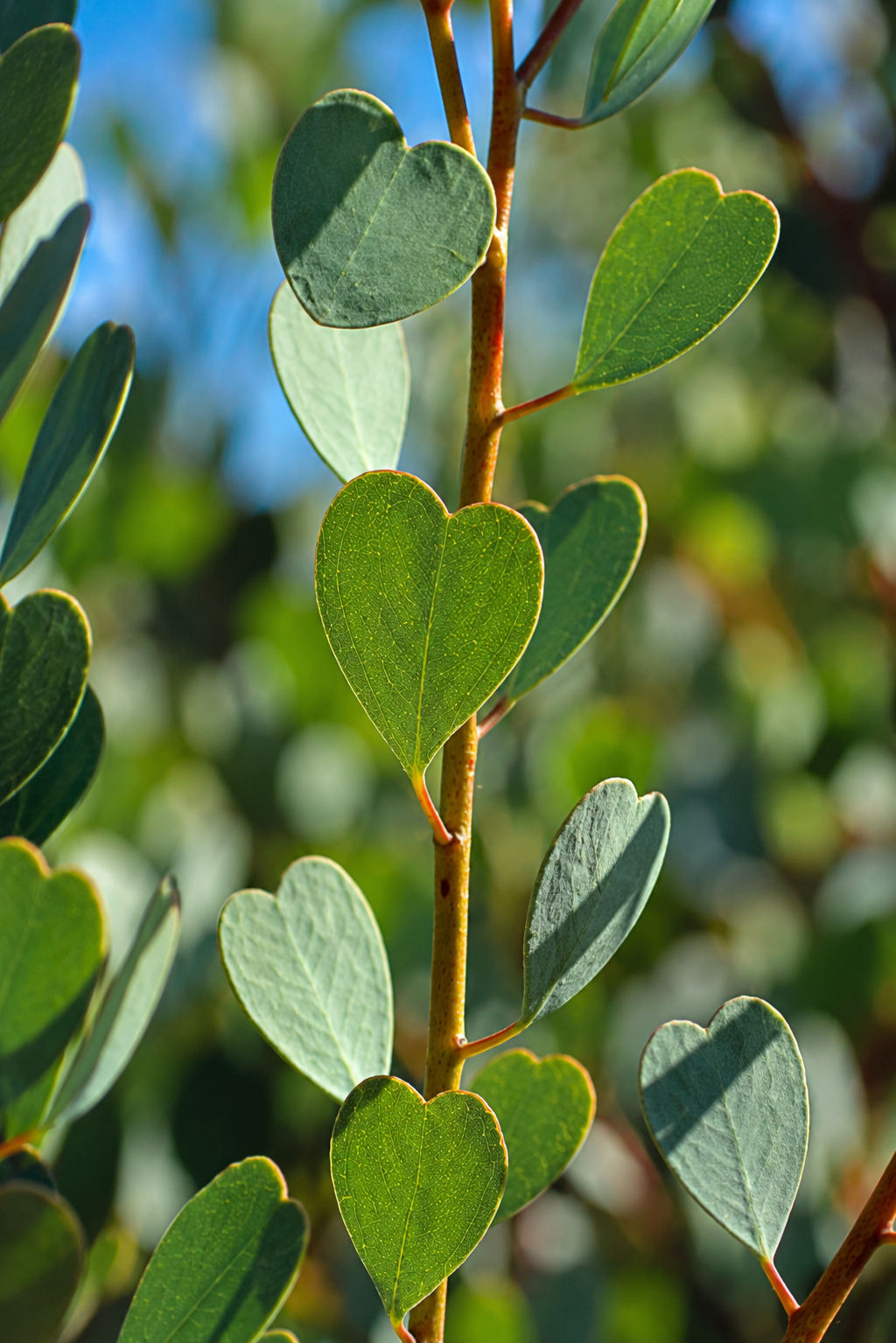 Dwarf Heart Leaf Eucalyptus (Eucalyptus websteriana) - Ladybird Nursery
