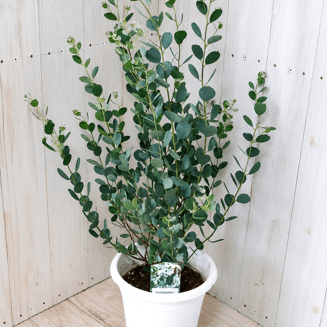 Dwarf Heart Leaf Eucalyptus (Eucalyptus websteriana) - Ladybird Nursery
