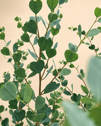 Dwarf Heart Leaf Eucalyptus (Eucalyptus websteriana) - Ladybird Nursery