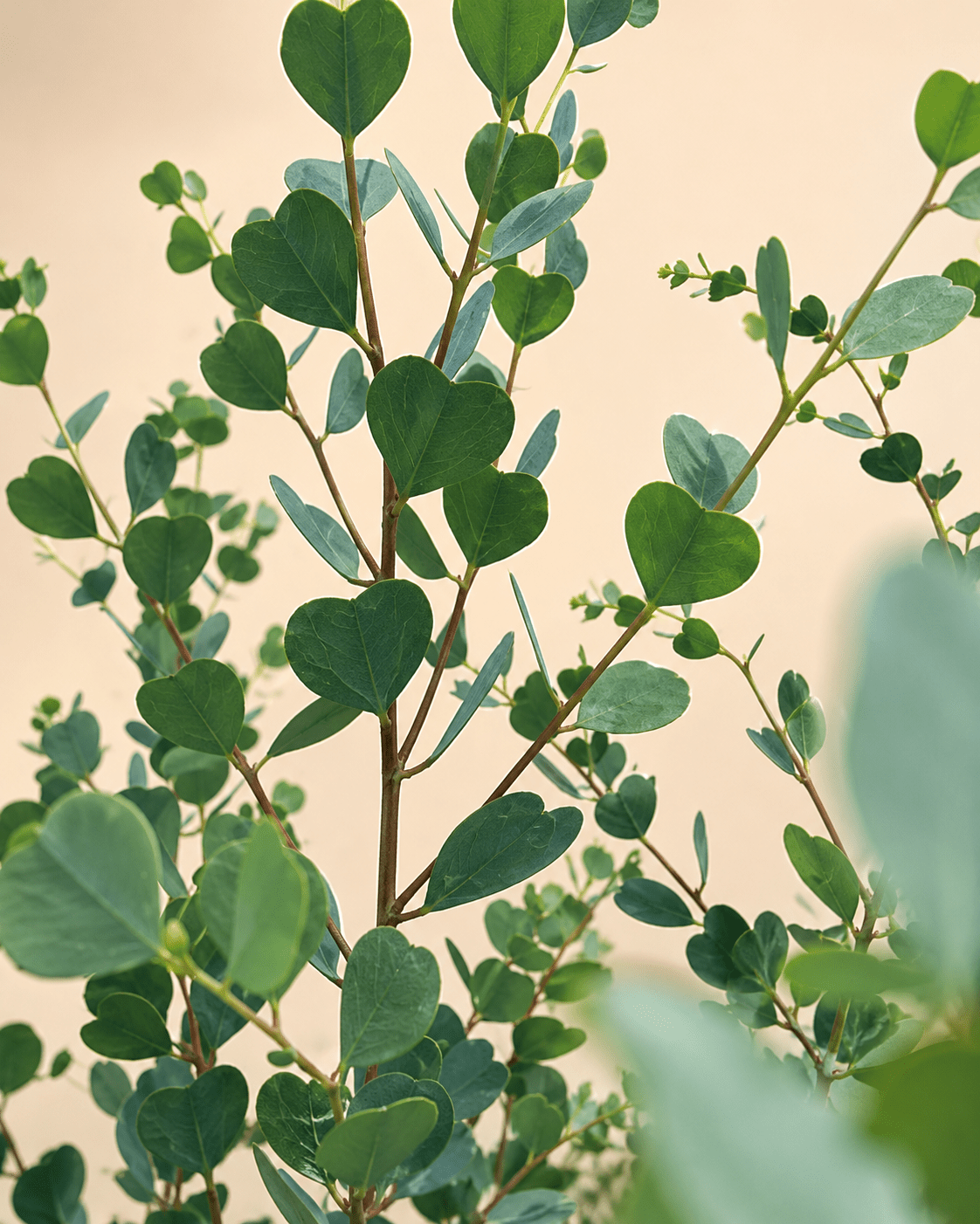 Dwarf Heart Leaf Eucalyptus (Eucalyptus websteriana) - Ladybird Nursery