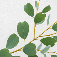 Dwarf Heart Leaf Eucalyptus (Eucalyptus websteriana) - Ladybird Nursery