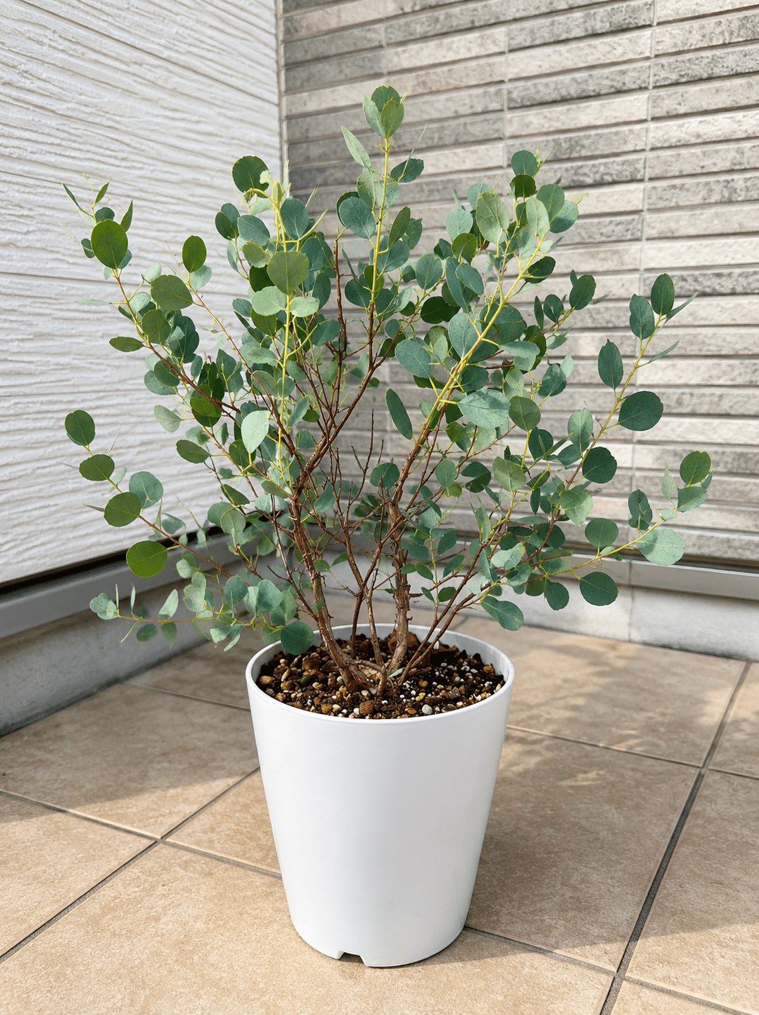 Dwarf Heart Leaf Eucalyptus (Eucalyptus websteriana) - Ladybird Nursery