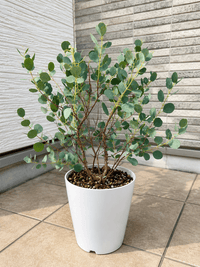 Dwarf Heart Leaf Eucalyptus (Eucalyptus websteriana) - Ladybird Nursery