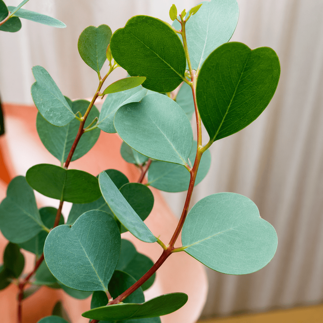 Dwarf Heart Leaf Eucalyptus (Eucalyptus websteriana) - Ladybird Nursery