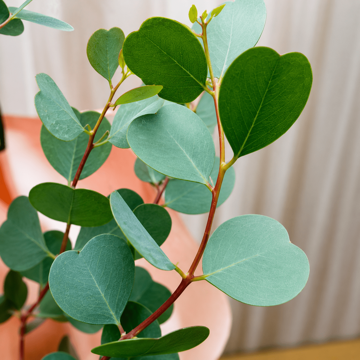 Dwarf Heart Leaf Eucalyptus (Eucalyptus websteriana) - Ladybird Nursery