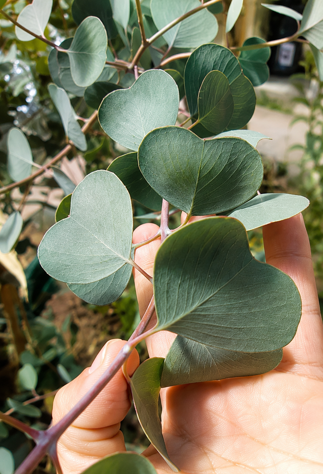 Dwarf Heart Leaf Eucalyptus (Eucalyptus websteriana) - Ladybird Nursery