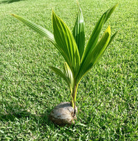 Dwarf Malay Coconut 'Yellow' - Ladybird Nursery
