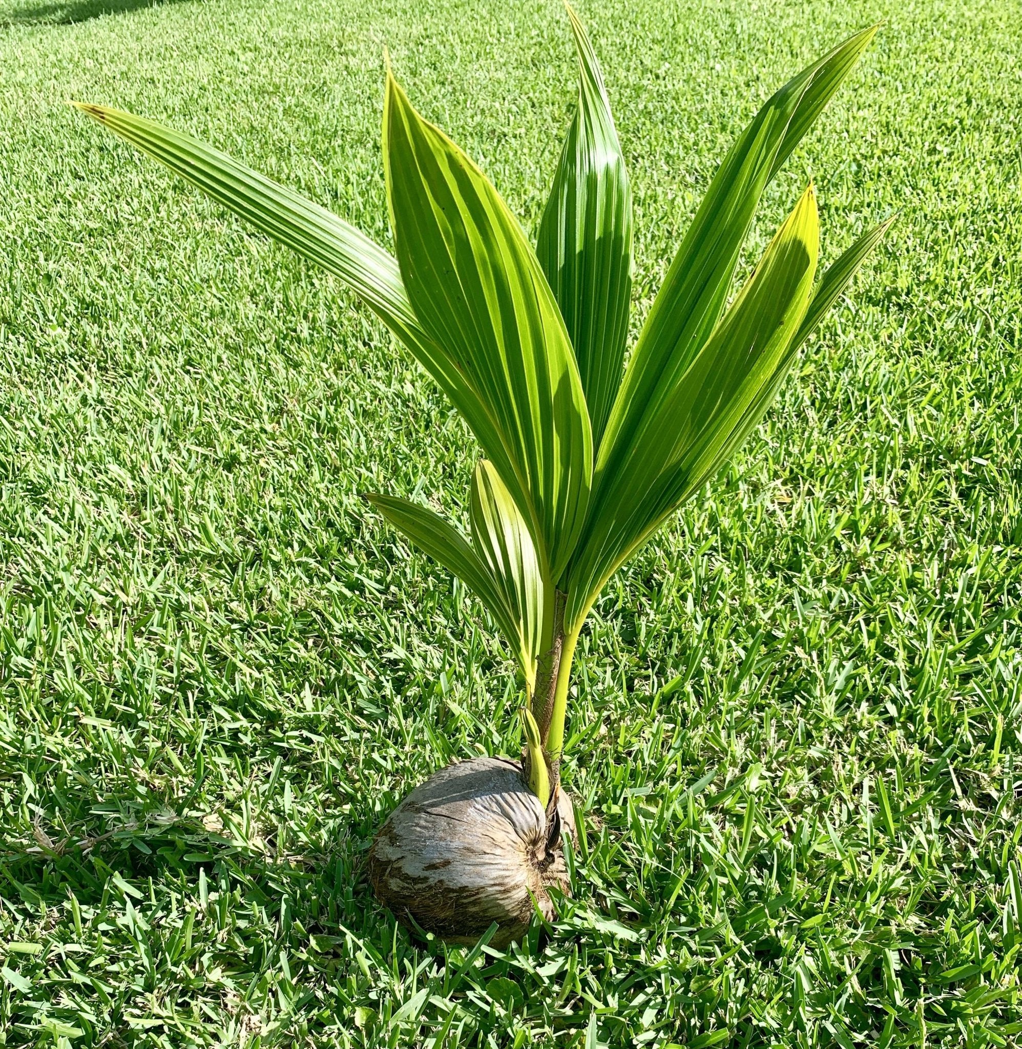 Dwarf Malay Coconut 'Yellow' - Ladybird Nursery