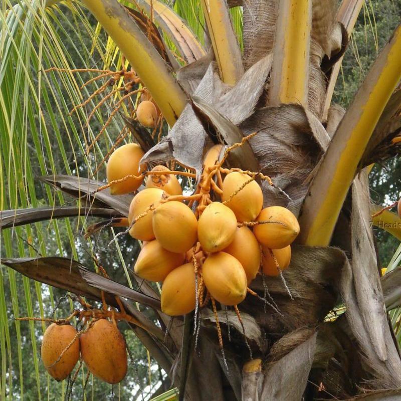 Dwarf Malay Coconut 'Gold' - Ladybird Nursery