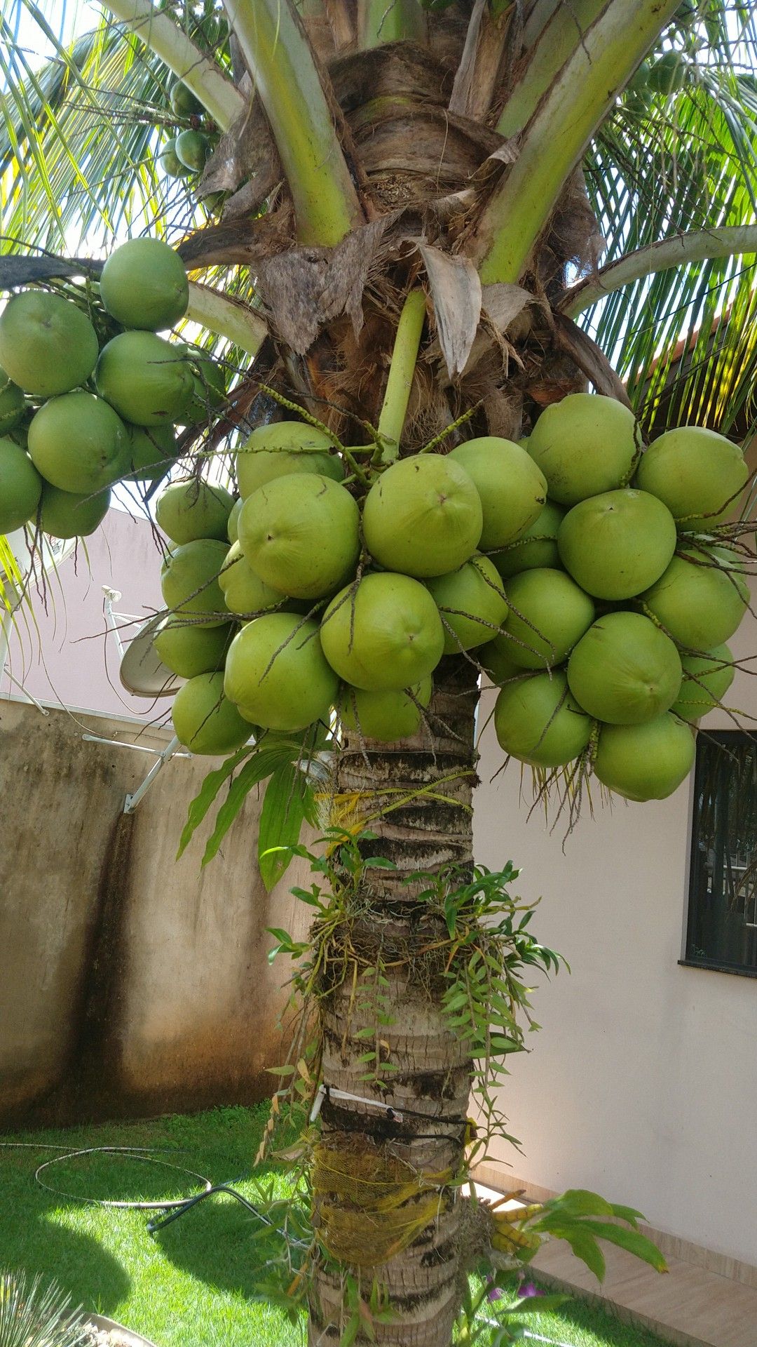 Dwarf Malay Coconut 'Green' - Ladybird Nursery