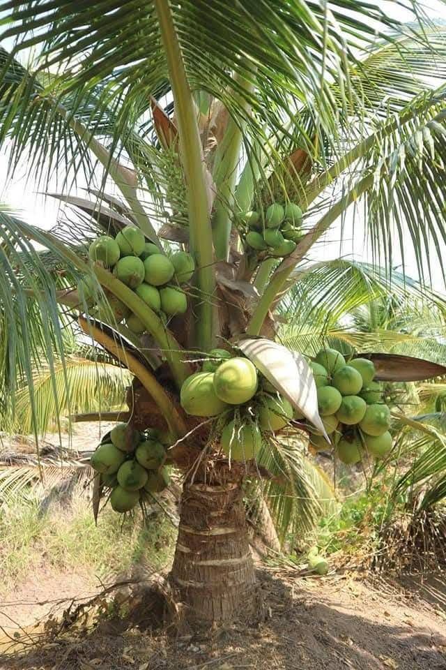 Dwarf Malay Coconut 'Green' - Ladybird Nursery