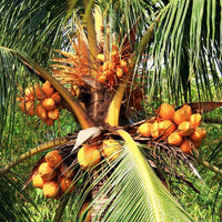 Dwarf Malay Coconut 'Red' - Ladybird Nursery