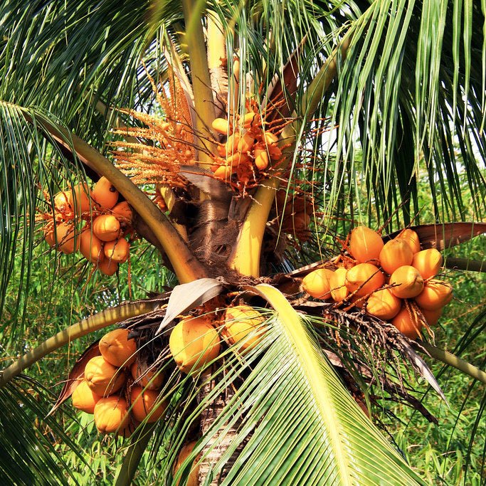 Dwarf Malay Coconut 'Red' - Ladybird Nursery