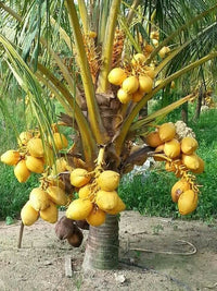 Dwarf Malay Coconut 'Yellow' - Ladybird Nursery