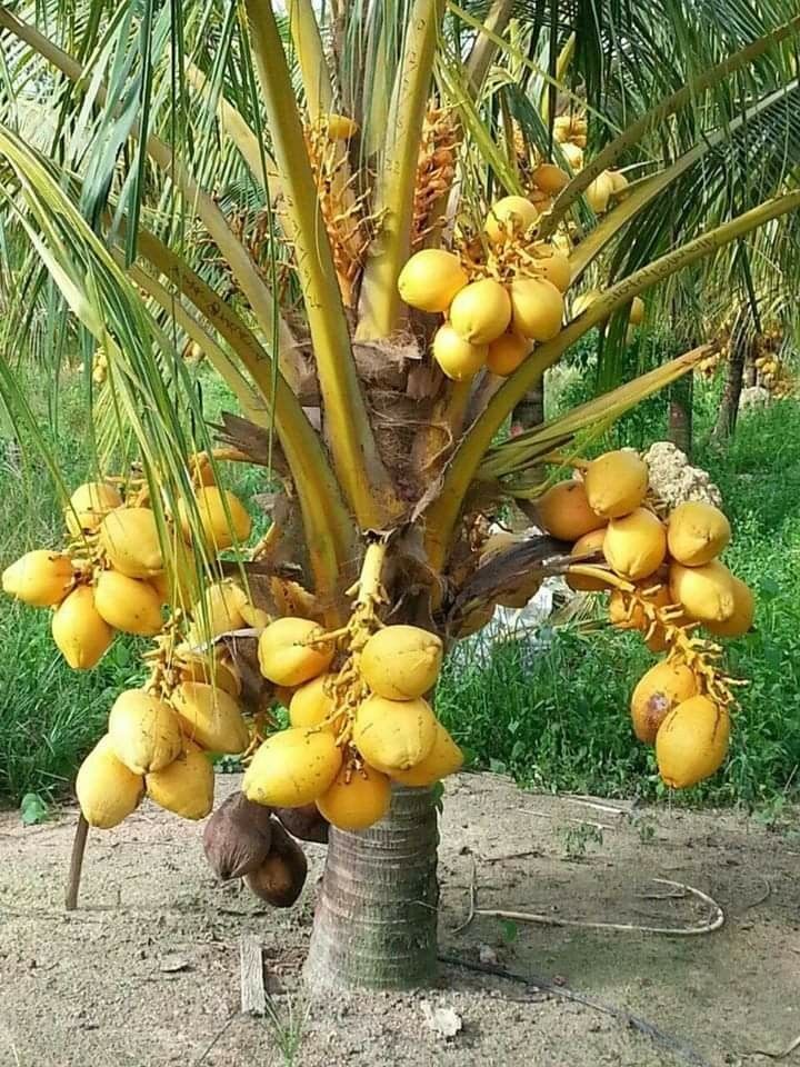 Dwarf Malay Coconut 'Yellow' - Ladybird Nursery