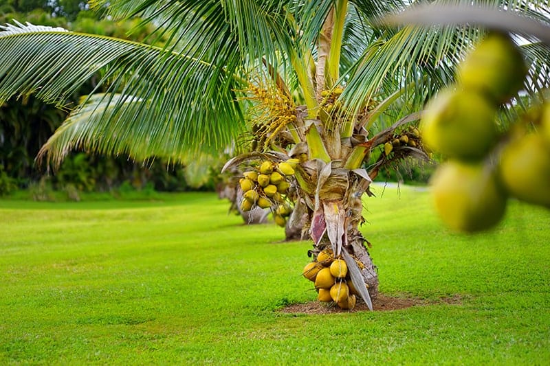 Dwarf Malay Coconut 'Yellow' - Ladybird Nursery