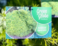 Dwarf Melaleuca 'Green Globe' (Melaleuca armillaris) - Ladybird Nursery