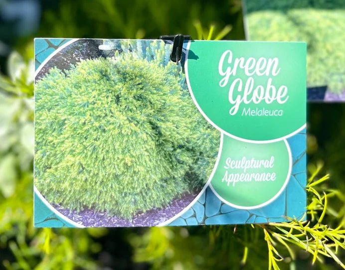 Dwarf Melaleuca 'Green Globe' (Melaleuca armillaris) - Ladybird Nursery