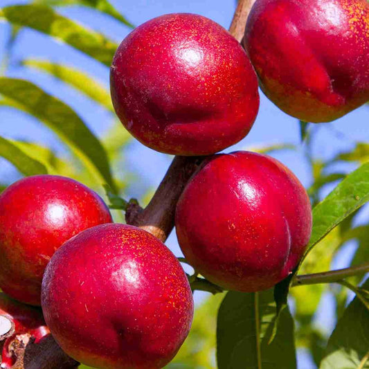 Dwarf Nectarine 'Crimson Baby' - Ladybird Nursery