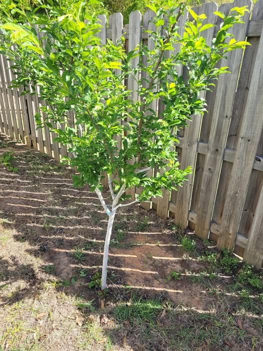 Dwarf Plum 'Sugar' (BARE ROOT) - Ladybird Nursery