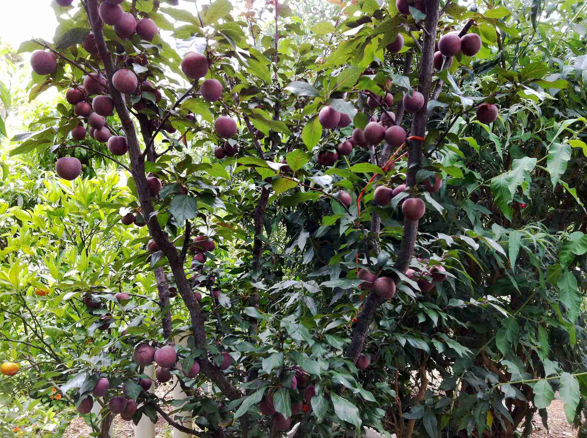 Dwarf Plum 'Ruby Blood' Fruit Tree – Buy Now! – Ladybird Nursery