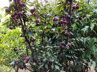 Dwarf Plum 'Ruby Blood' (BARE ROOT) - Ladybird Nursery