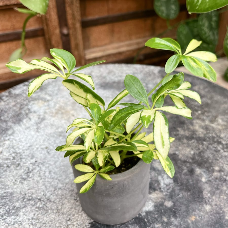 Dwarf Umbrella Tree 'Madame de Smet' (Schefflera arboricola)
