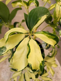 Dwarf Umbrella Tree 'Madame de Smet' (Schefflera arboricola)