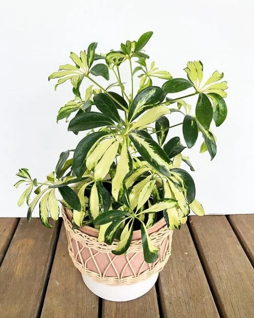 Dwarf Umbrella Tree 'Madame de Smet' (Schefflera arboricola)