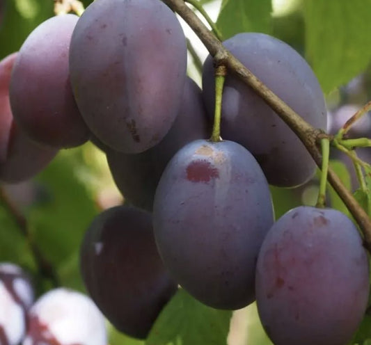 Dwarf Plum "D'agen" - Ladybird Nursery