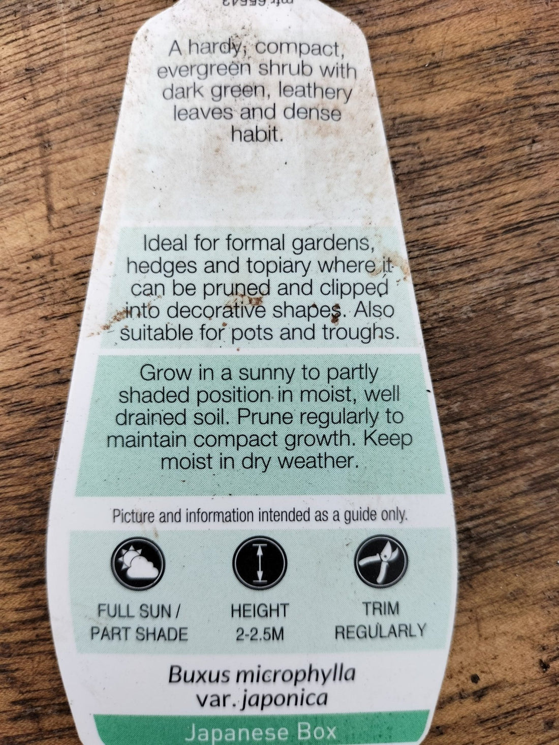 Buxus Japonica 300mm - Ladybird Nursery