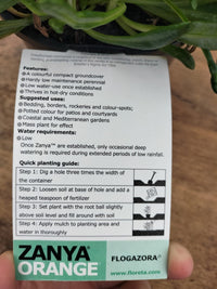 Gazania Zanya - Ladybird Nursery