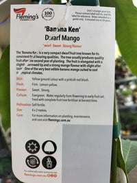 Banana Ken Mango - Ladybird Nursery